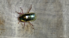 Chrysina pastori