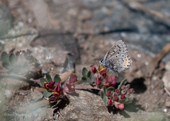 Acmispon decumbens davidsonii