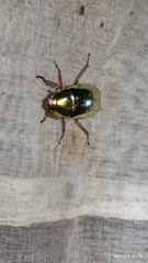 Chrysina pastori