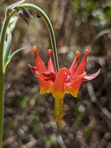 Image of Aquilegia eximia by (c) My-Lan Le, some rights reserved (CC BY)