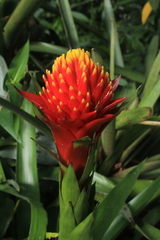 Guzmania conifera