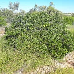 Ficus brachypoda