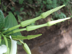 Echites yucatanensis