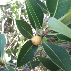 Ficus brachypoda