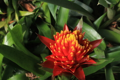 Guzmania conifera
