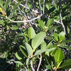 Ficus brachypoda