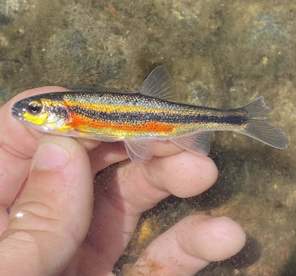 Lahontan Redside