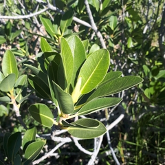 Ficus brachypoda