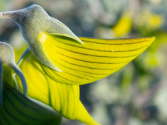Crotalaria cunninghamii