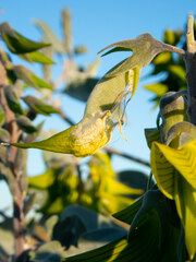 Crotalaria cunninghamii