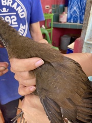 Gallirallus torquatus