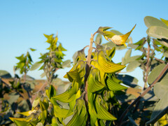 Crotalaria cunninghamii
