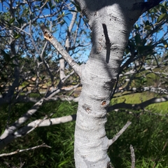 Ficus brachypoda