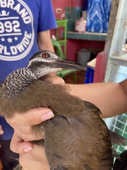 Gallirallus torquatus