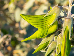 Crotalaria cunninghamii