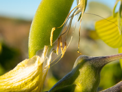 Crotalaria cunninghamii
