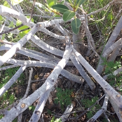 Ficus brachypoda