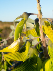 Crotalaria cunninghamii