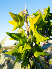 Crotalaria cunninghamii