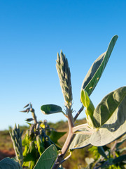 Crotalaria cunninghamii