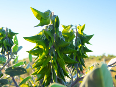 Crotalaria cunninghamii