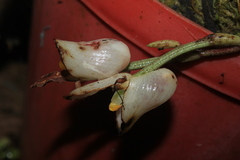 Schlimia jasminodora