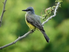 Tyrannus melancholicus