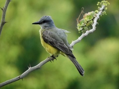 Tyrannus melancholicus