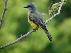 Tyrannus melancholicus