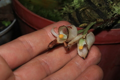 Schlimia jasminodora