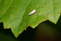 Omolicna