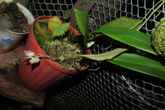 Schlimia jasminodora