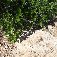 Ficus brachypoda