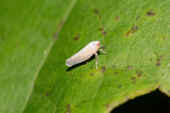 Omolicna