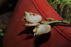 Schlimia jasminodora