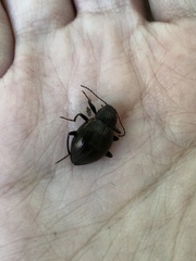 Meracantha contracta