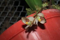 Schlimia jasminodora