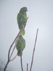 Amazona vittata