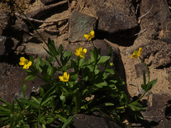 Ranunculus verecundus