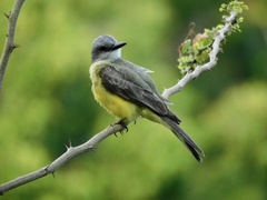 Tyrannus melancholicus