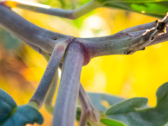 Crotalaria cunninghamii