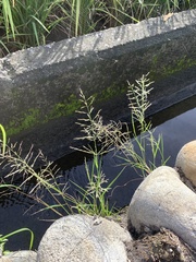 Eragrostis multicaulis