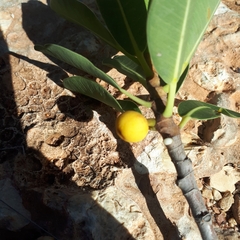 Ficus brachypoda