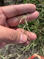 Eragrostis multicaulis