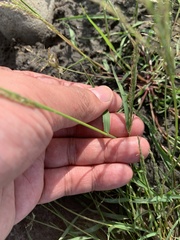 Eragrostis multicaulis