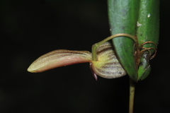 Pleurothallis ruberrima