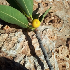 Ficus brachypoda