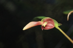 Pleurothallis ruberrima