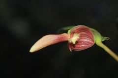 Pleurothallis ruberrima