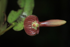 Pleurothallis ruberrima
